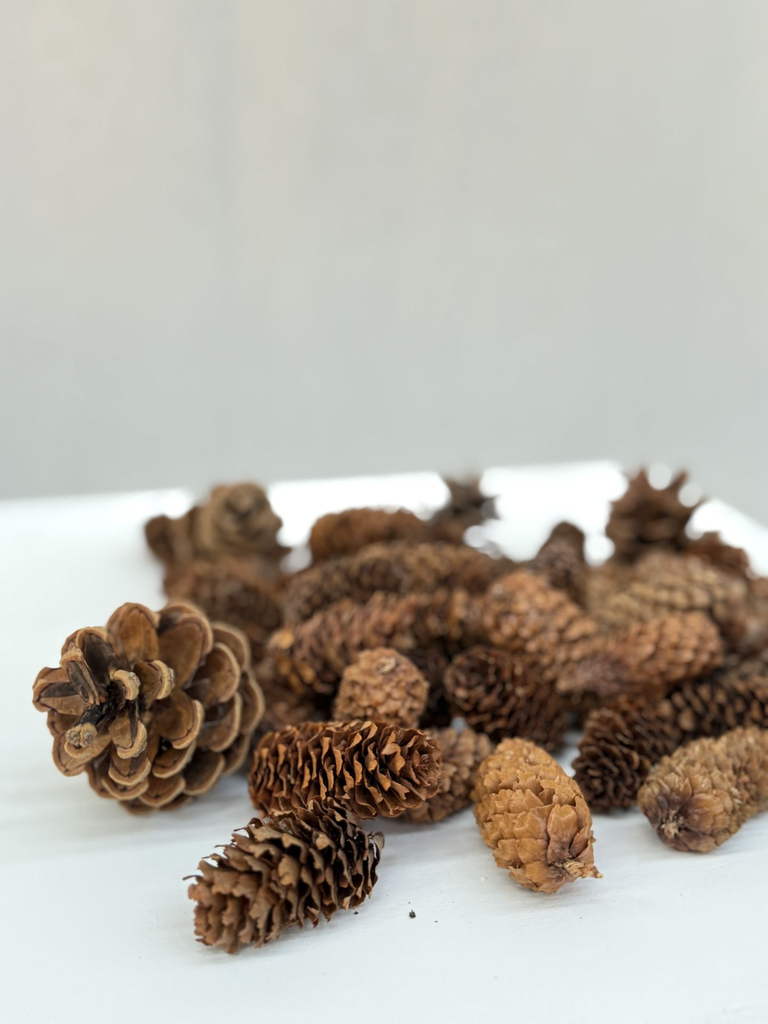 Mini pommes de pin lot de 25